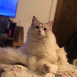 Meet your Posher, Amelia